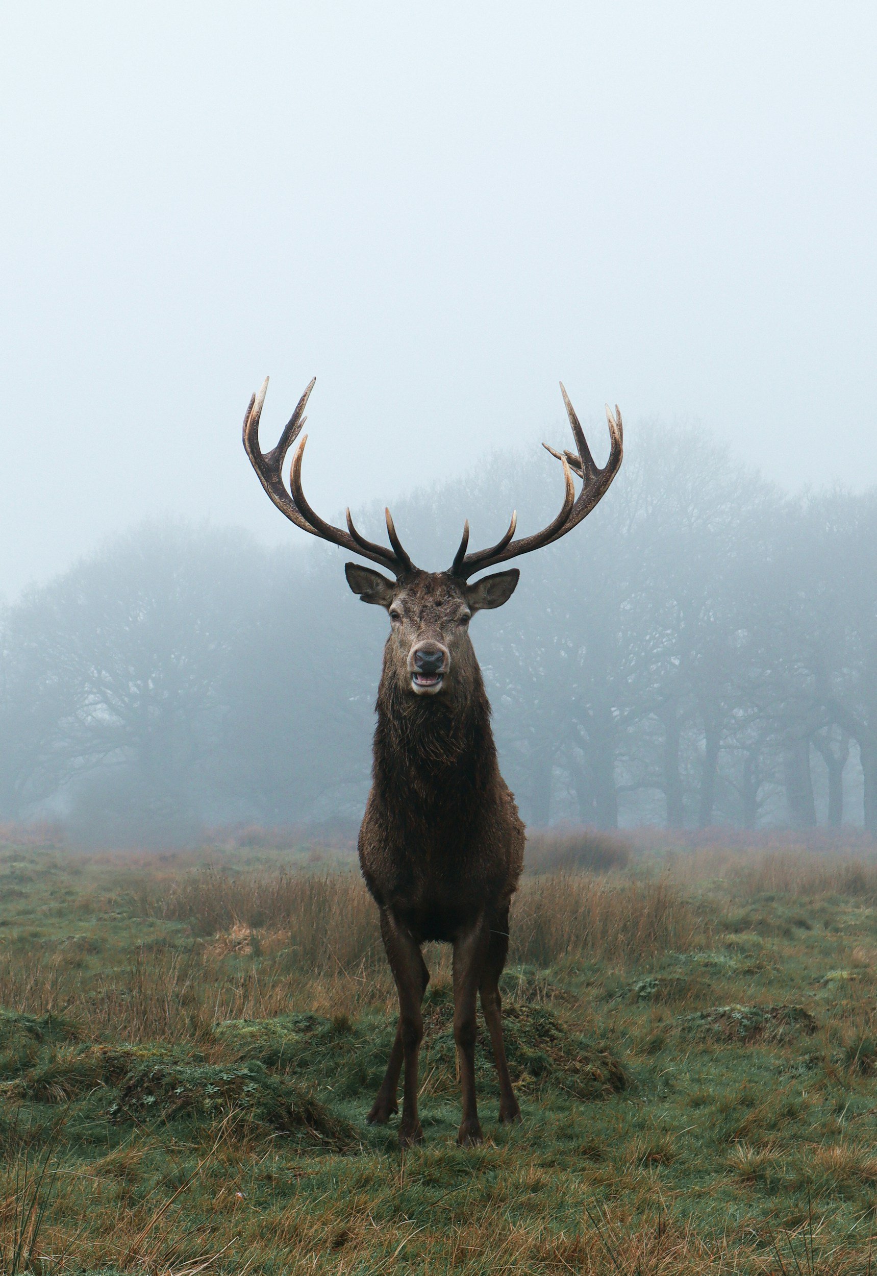 Deer hunting