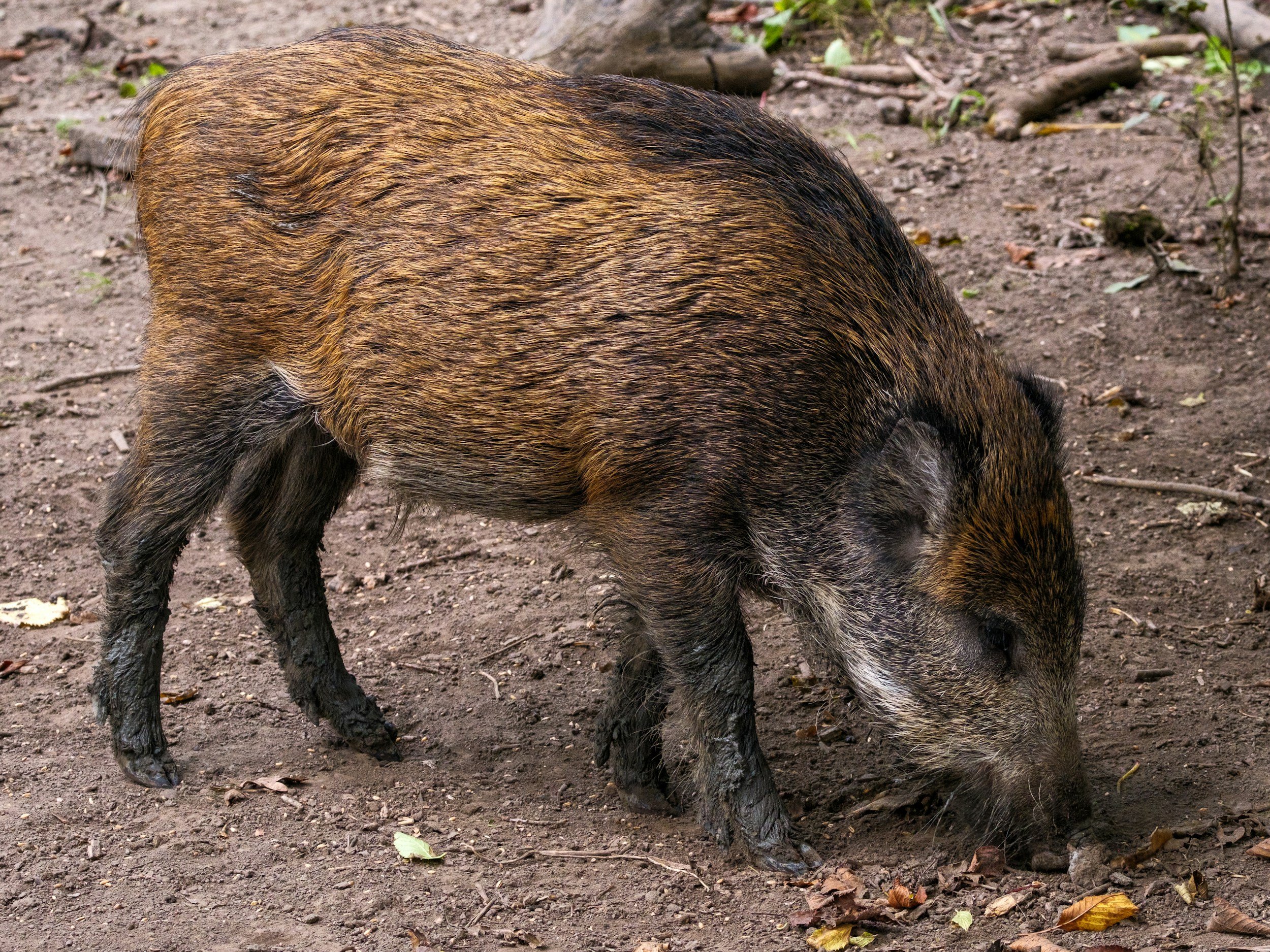 Wild boar hunting